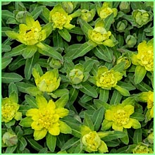 Cushion Spurge