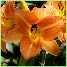 Day Lily