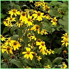 Black-eyed susan