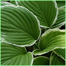 hosta