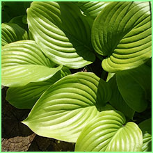 hosta