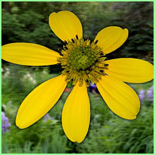 Black-eyed susan