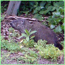 woodchuck